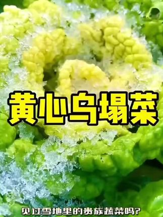 又到了种乌塌菜的季节了,今年你们试试这个黄心乌塌菜吧,它比普通乌塌菜口感更好,更耐储存,霜雪后的口感更是没得说,特别适合家庭小院种植。而且它的抗寒能力很强,即使在寒冷的冬季也能照常生长。今年一定不会让你失望#家庭种植 #绿色蔬菜 #营养丰富#乌塌菜