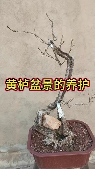 #黄栌盆景#香山红叶黄栌