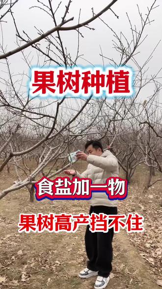 食盐加一物,果树高产挡不住#果树种植#果树施肥#果树管理#花芽分化#果树增产增收