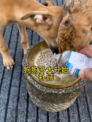 狗狗快速生长的关键一定要给狗狗及时补钙#养狗经验分享 #新手养狗 #养狗人 #灵缇犬格力犬惠比特 #狗狗用品