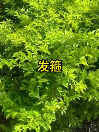 #发箍 #发箍推荐 #好物推荐