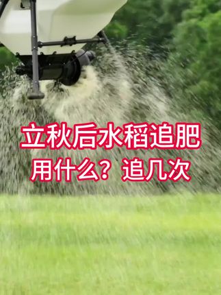立秋后水稻追肥,用什么?用几次#水稻#种水稻#水稻种植#水稻管理#抖音助农