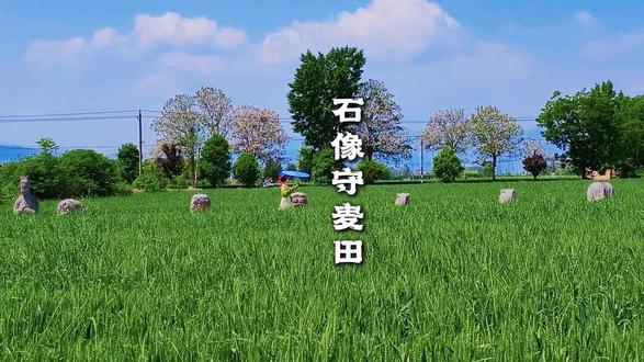 石像守麦田,麦香飘河南! #河南麦田 在巩义的麦田里,宋陵石像静静伫立。它们是北宋王朝的“守陵人”,历经千年风雨,看尽麦田黄绿交替。
如果此刻的你对生活有些迷茫,那就来宋陵麦田走一走,看千年石像与万亩麦田的邂逅,在历史与自然的交融里,寻一份内心的平静。#户外 #对我友好的徒步路线 #宋陵 #麦子熟了