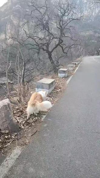 边牧小七,生活日常。