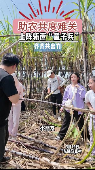 广州南沙助蔗农共渡难关,上阵斩蔗童子兵#广州#南沙#马克村#助农#甘蔗