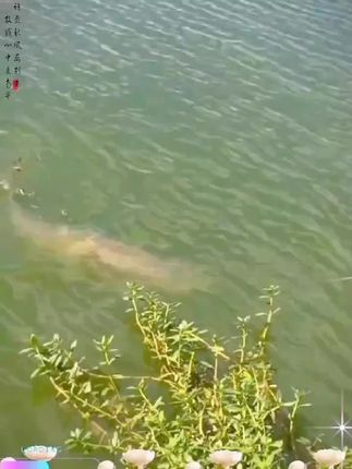 喜欢玩海钓的朋友们看过来,这款超短的迷你小海钓竿,它收缩起来只有三十二厘米,非常的小巧轻便,而且还是一个套装,里面包含了所有的配件,不用再单独购买了。它的手感也特别好,让你轻松应对各种情况,这么好的东西千万不要错过了#鱼竿渔具 #钓鱼 #爱生活爱钓鱼 #渔具用品 #钓鱼竿