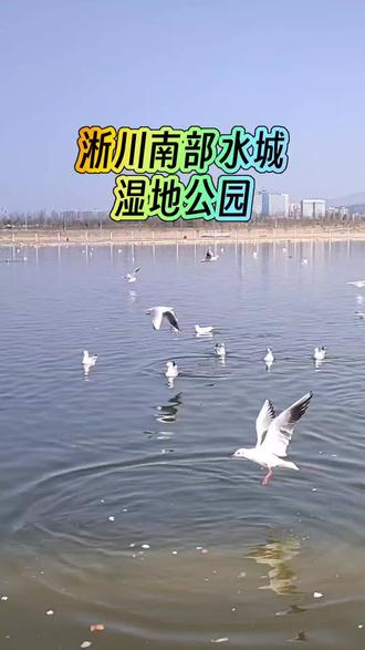 淅川南部水城湿地公园,是观赏红嘴鸥等鸟类的绝佳地点。秋冬季节,成群海鸥在此栖息飞舞,游客可近距离观赏、投喂,互动感强。#淅川南部水城湿地公园#周末遛娃