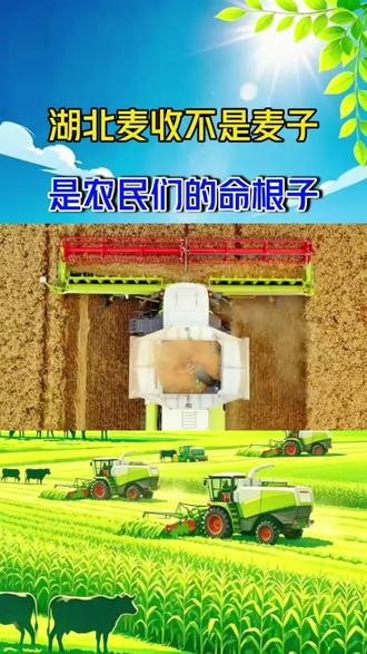 湖北麦收,抢的不是麦子,是农民们的命根子! 雨停不下,人不敢睡!湖北农民和暴雨的生死竞速!#湖北 #暴雨 #麦收 #湖北麦收 #收麦
