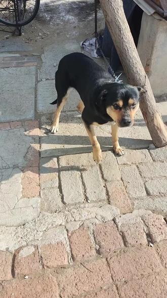 豆包帮我把图中的福瑞人形化#福瑞 #福瑞控