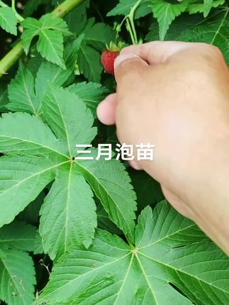 佳玺三月泡苗种植季节到了,喜欢干爽向阳环境#果树种植 #农业种植 #农业种植致富项目