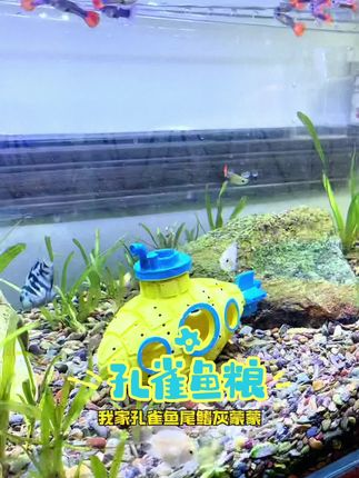 孔雀鱼都能吃的鱼苗粉末粮来了#鱼缸里的大自然 #轻松养鱼 #养鱼 #水族爱好者 #观赏龟