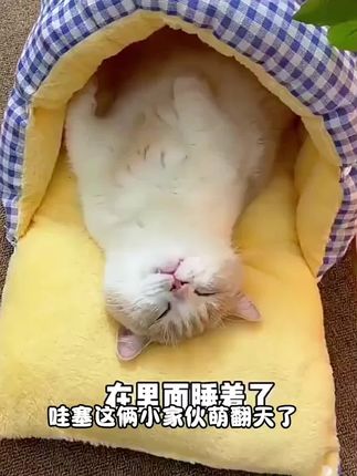 猫窝秋冬降温保暖封闭式,安全感睡袋家庭房屋可拆洗猫窝四季通用cy#猫窝 #宠物用品 #真材实料 #不易变形 #萌宠好物