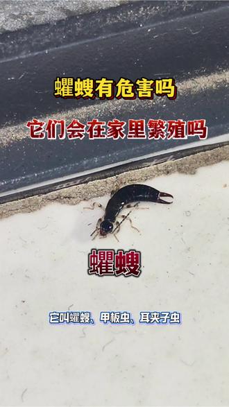 蠷螋会在家里繁殖吗?蠷螋有危害吗#蠷螋 #蠷螋有毒吗 #蠷螋的危害 #夹板虫 #蠷螋怎么彻底消灭