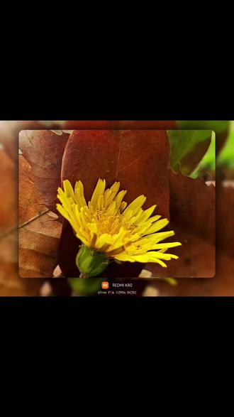 回老家我就这样拍😄
#大疆 #红米 #摄影 #乡村