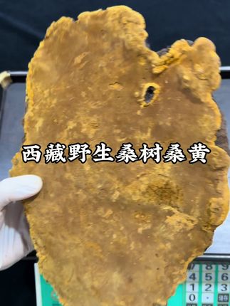野生桑树桑黄#桑黄 #桑黄菌 #桑树桑黄 #西藏野生桑树桑黄