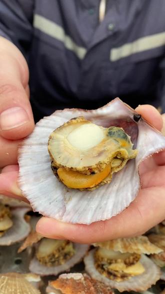 吃扇贝还在一整个吞?NO!
记住这个 “三去一留”黄金法则
一分钟从海鲜小白变行家,吃得明白又过瘾!🦪
✨ “三去一留”拆解图(看图秒懂)
✅ 留!贝柱:中间的大肉球,Q弹鲜甜の精华,闭眼吃!
✅ 留!生殖腺:旁边黄/白月牙,鲜味炸弹,海边人都爱。
❌ 去!内脏团:黑色的部分,消化器官,口感差,务必去掉。
❌ 去!腮:橘色羽毛状,过滤器官,影响口感,建议去掉。
❓ 裙边:外围“小裙摆”,可去可留,去掉了鲜甜感更纯粹。