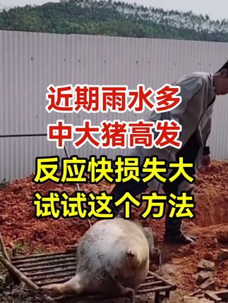 猪场#养猪人必看#所有养猪人#三农养殖#猪价行情
