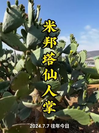 这是可以吃的仙人掌#米邦塔仙人掌 不仅可以吃果还可以吃叶片,非常好养…南北方均可种植…#仙人掌 #多肉植物