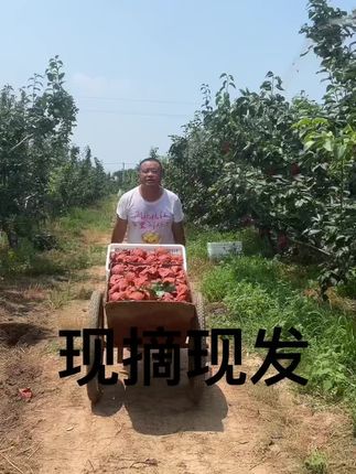 欢迎大家来百里洲吃梨子