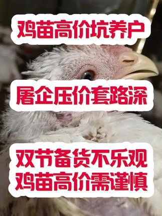 高价鸡苗高价鸡?双节备货不景气,卖鸡落袋为安吧。 #河北养鸡 #肉鸡养殖 #山东养鸡
