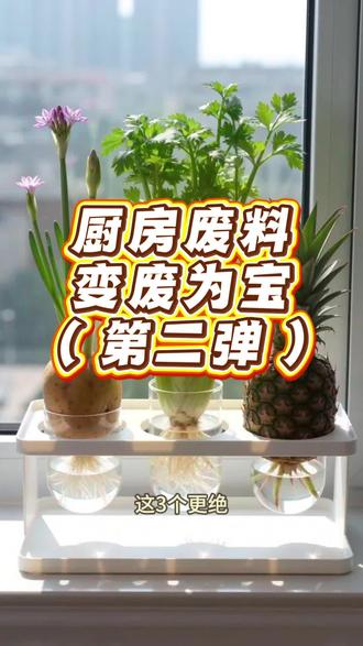 厨房剩菜变废为宝,第二弹!没想到这几个剩菜居然还能开花!而且超简单!#种植小技巧 #水培植物 #水培 #种菜小技巧 #变废为宝