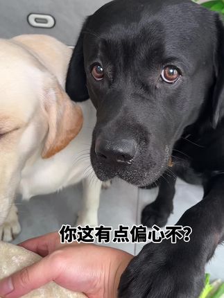 狗:你是不是有点偏心了? #狗子成精了 #萌宠出道计划 #狗狗的心思都写在了脸上#当你有只嘴馋小狗#我不是人但你是真狗