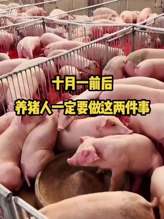 十月一前后养猪人一定要做这两件事 十月一前后 养猪人一定要做这两件事#养猪 #农村养猪人#母猪#血虫净化#净化血虫