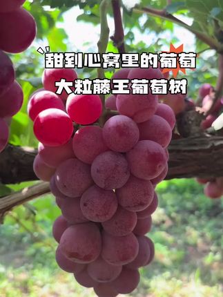 吃一口停不下来的葡萄,好吃又好种,适合新手种植的葡萄品种 #葡萄 #葡萄苗 #爬藤王葡萄树 #葡萄种植 #硕果累累