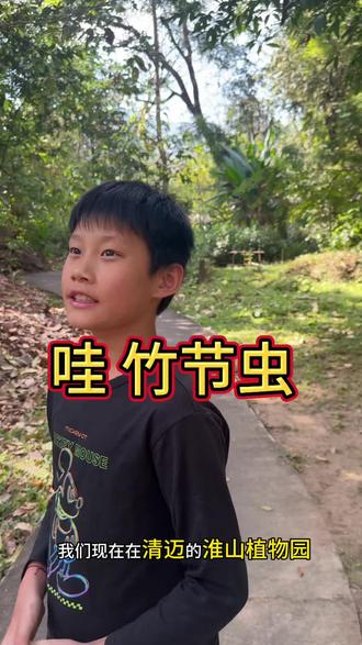 哇,我喜欢的竹节虫#正能量 #小学生 #小学生日常 #昆虫 #昆虫世界