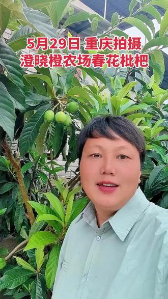 六月限定!澄晓橙枇杷园种的春花枇杷甜到心巴里。 谁懂啊!枇杷界的“晚熟王者”来啦✨
澄晓橙枇杷园的春花枇杷,真的把初夏甜蜜拉满~
传统枇杷冬开花,它偏要三月开春才绽放
避开冻害狠狠蓄力,六月中下旬才慢悠悠成熟
比普通枇杷晚熟45天,妥妥的错季宝藏水果!
看,挂在枝头的果子,个个圆润饱满
裹着一层薄薄绒毛,阳光下泛着暖黄柔光
当果肉橙红透亮时,糖度会直接拉满13%-16%。