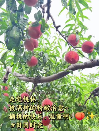 #我的乡村生活 #快来一起尝个鲜 #强烈推荐 #果农 #源头好货
