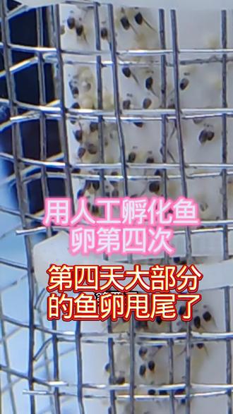 人工孵化鱼卵第四天,第四次挑战终于稳了!兄弟们#七彩神仙鱼 #静华七彩神仙鱼 #热带淡水鱼 #热带观赏鱼 #养鱼