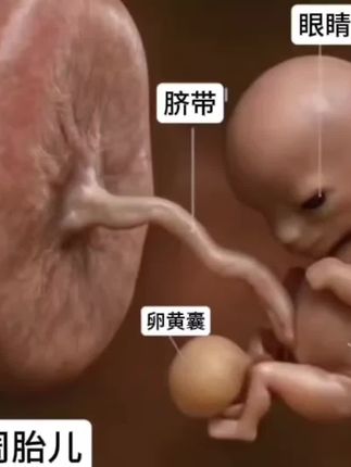 妈妈!前三个月你可以注意这几件事哦#孕期 #孕期注意事项 #孕期知识