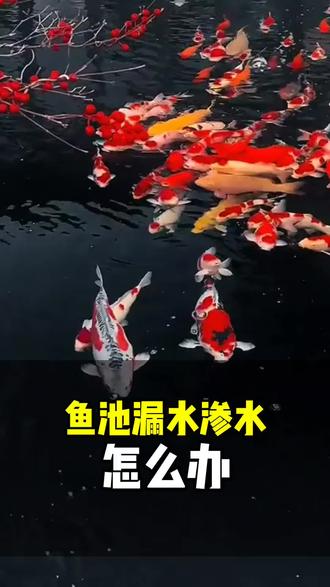 很多人喜欢鱼,喜欢养鱼
但是鱼池漏水渗水让人很烦心
鱼池怎么做防水,才能保证鱼池不漏水渗水
首先是防水材料的选择,不同的材料都有不同的属性和应用场景,比较理想的就是用好的丙纶布做防水,采用双层交叉错缝拼接,规范施工即可保证鱼池不漏水渗水#鱼池设计 #鱼池过滤 #庭院设计 #鱼池防水 #院哥庭院设计施工 装好院子尽享幸福生活