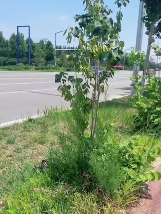 知遇之恩无以为报,这一刻伯乐之交具象化了。 #张国荣
