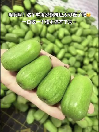 这个软枣猕猴桃也太好吃了吧!超级大个软枣猕猴桃,维C满满。可以带皮吃,纯甜口感,比普通猕猴桃更爽口。#猕猴桃#软枣猕猴桃
