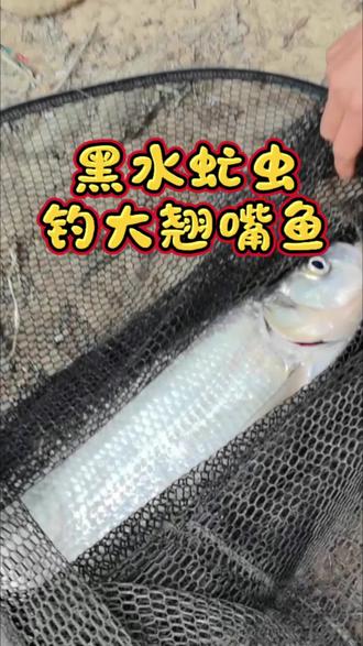 #黑水虻虫钓大翘嘴鱼
#黑水虻#助力三农
#黑水虻蛋白虫
#黑水虻喂鱼
@DOU+小助手