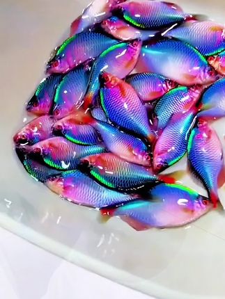 家人们,快瞧瞧这鲜鲅鱼!银亮亮的小身板在水中灵活扭动,尾鳍轻摆,细浪随之泛起,游动时好似洒落一把会动的碎银子✨ 它们扎堆游时更是有趣,小嘴一张一合,如同在讲着说不完的悄悄话。这满满的灵动劲儿,简直太治愈啦~给鱼缸里添上几条,瞬间让家有了大自然的生机与活力。别犹豫,快带它们回家🐟 #观赏鱼#轻松养鱼 #鱼缸里的大自然#养鱼日记 #鳑鲏鱼 @DOU+上热门 @抖加🔥上热门🔥dou+🔥热点宝 @上热门🔥🔥🔥