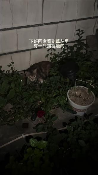 雨夜弃妇带娃,隔壁总裁宠上天 #猫 #流浪猫救助 #宠物