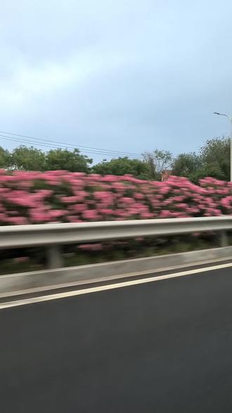 都说四环上的花好看,一起来#四环路#月季花
