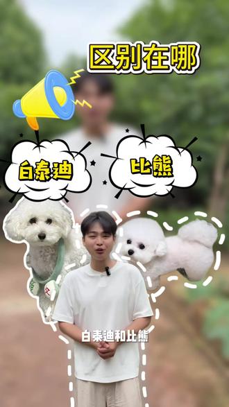 白泰迪和比熊的区别#比熊 #韩系比熊 #白泰迪