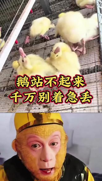 鹅瘫软腿瘸浆膜炎用鸭鹅软脚康 #真实生活分享计划 #养鹅人#鹅浆膜炎 #鹅腿瘸 #三农养鹅 @抖音小助手