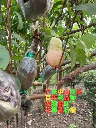 不种走宝的品种#生态农业 #特色农产品 #楼顶花园 #番石榴 #种植小技巧