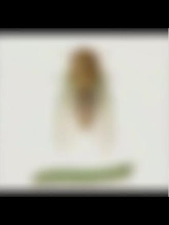 #蛊
音频来源:木成老师