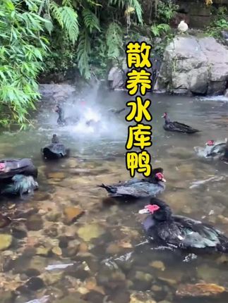 🌿散养水库鸭,溪水潺潺,鸭子悠然自得!这样的生态养殖,肉质鲜美,健康又安心。快来尝尝吧!🦆🏞️ #散养鸭 #生态美食#土鸡土鸭#土番鸭#超便宜超划算