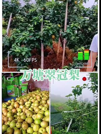 爸妈种的翠冠梨上市了,爽脆多汁,细腻无渣,口感超棒。#翠冠梨 #翠冠梨成熟了 #翠冠梨基地 #翠冠梨采摘