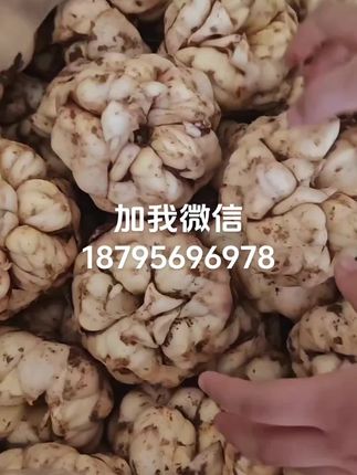 童工今天来上班,自己养活自己