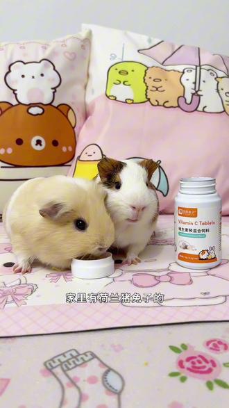 荷兰猪自身不能合成vc,家里一定要备一瓶小宠专用vc片 #荷兰猪 #vc #养豚鼠的那些事 #荷兰猪新手攻略 #萌宠好物