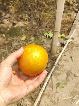 口感最佳了,正宗黄花梨,每日现摘,脆甜多汁!#新鲜采摘 #应季水果 #快来一起尝个鲜 #梨子 #沙梨