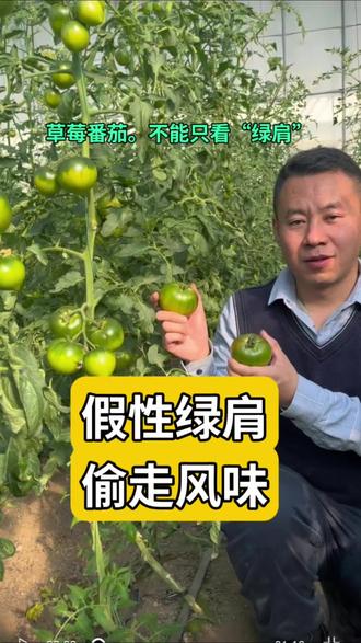 你是不是也觉得,今年的草莓番茄吃起来没以前香了?价格还越来越低?真相是:市面上大多数“绿肩番茄”都是假的!真正带香味的绿肩番茄,到底该怎么选、怎么种?
#草莓番茄种植 #碱地西红柿种植铁皮柿子种植 #农业知识科普